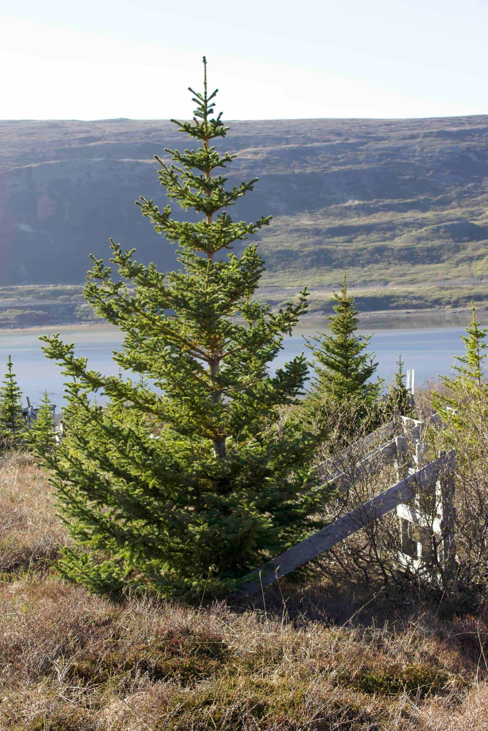 Skógar — Þorskafjörður