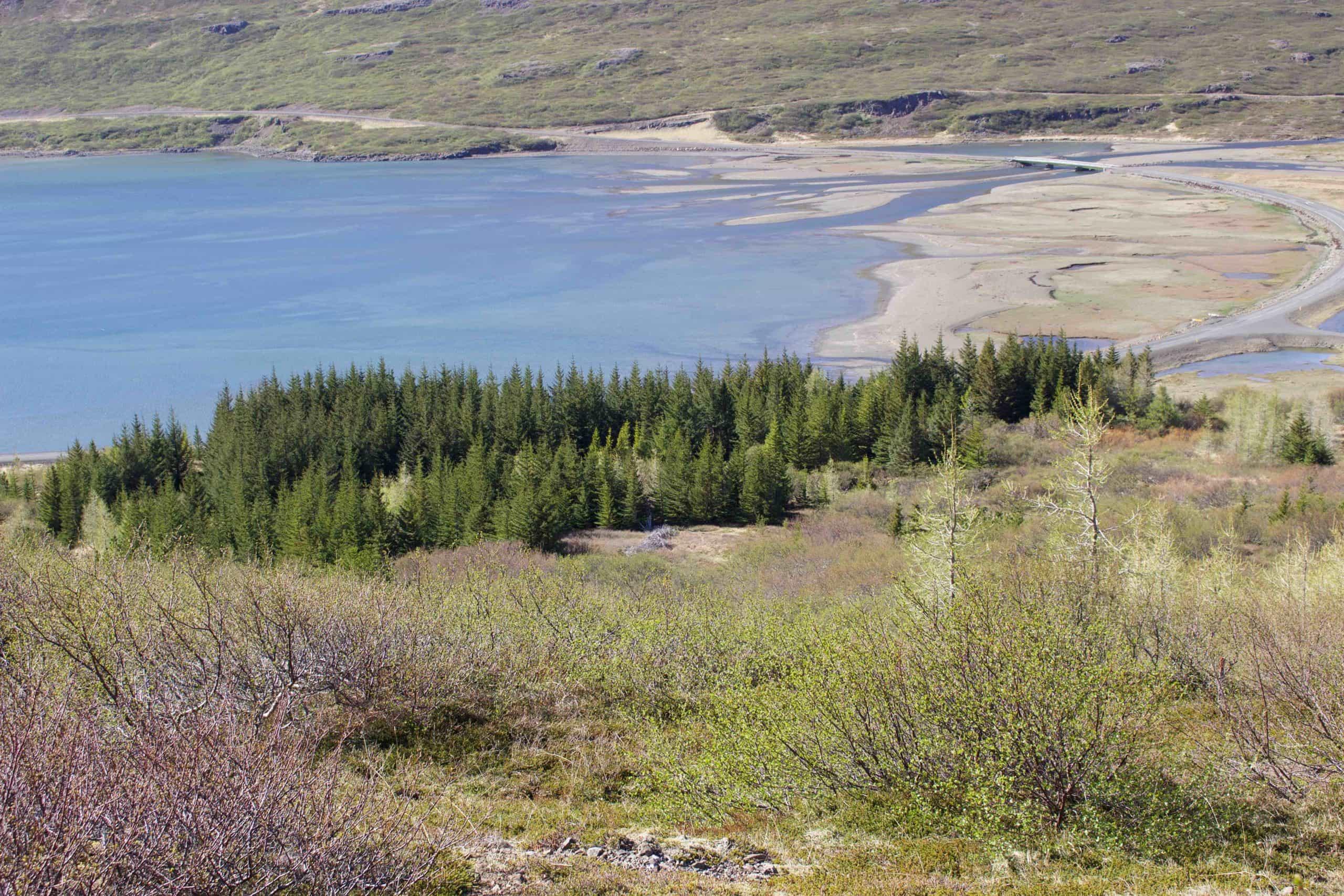 Skógar forest in Þorskafjörður